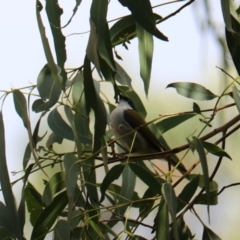 Melithreptus lunatus at Wombeyan Karst Conservation Reserve - 28 Mar 2024 10:12 AM