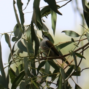 Melithreptus lunatus at Wombeyan Karst Conservation Reserve - 28 Mar 2024 10:12 AM