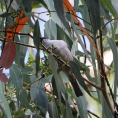 Melithreptus lunatus at Wombeyan Karst Conservation Reserve - 28 Mar 2024 10:12 AM