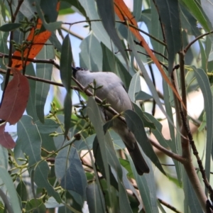 Melithreptus lunatus at Wombeyan Karst Conservation Reserve - 28 Mar 2024 10:12 AM