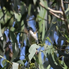 Melithreptus lunatus at Wombeyan Karst Conservation Reserve - 28 Mar 2024 10:12 AM