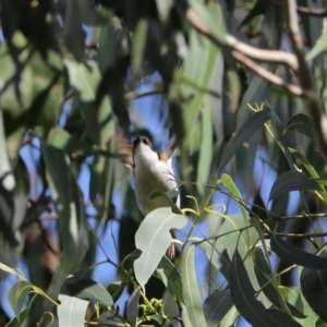 Melithreptus lunatus at Wombeyan Karst Conservation Reserve - 28 Mar 2024 10:12 AM