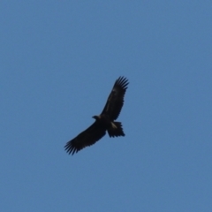 Aquila audax (Wedge-tailed Eagle) at Wombeyan Caves, NSW - 27 Mar 2024 by Rixon