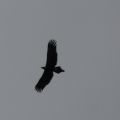 Aquila audax at Wombeyan Karst Conservation Reserve - 28 Mar 2024 10:26 AM