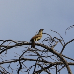 Ptilonorhynchus violaceus at Wombeyan Karst Conservation Reserve - 28 Mar 2024