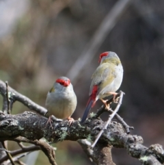 Neochmia temporalis (Red-browed Finch) at Wombeyan Karst Conservation Reserve - 27 Mar 2024 by Rixon