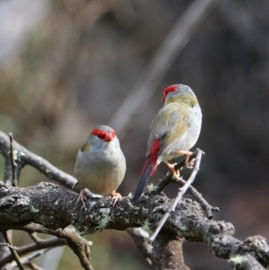 Neochmia temporalis at Wombeyan Karst Conservation Reserve - 28 Mar 2024 10:31 AM