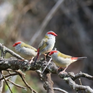 Neochmia temporalis at Wombeyan Karst Conservation Reserve - 28 Mar 2024 10:31 AM