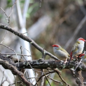 Neochmia temporalis at Wombeyan Karst Conservation Reserve - 28 Mar 2024 10:31 AM