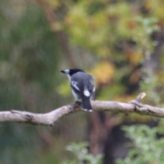 Cracticus torquatus (Grey Butcherbird) at Wombeyan Caves, NSW - 27 Mar 2024 by Rixon