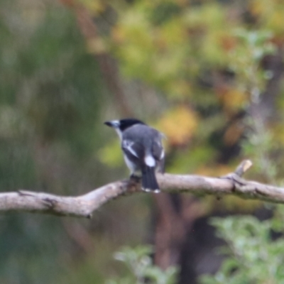 Cracticus torquatus (Grey Butcherbird) at Wombeyan Caves, NSW - 27 Mar 2024 by Rixon