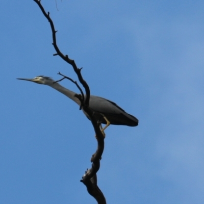 Egretta novaehollandiae (White-faced Heron) at Wombeyan Karst Conservation Reserve - 28 Mar 2024 by Rixon