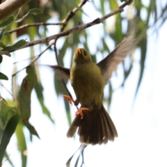 Manorina melanophrys (Bell Miner) at Wombeyan Caves, NSW - 28 Mar 2024 by Rixon