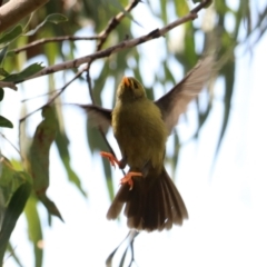 Manorina melanophrys (Bell Miner) at Wombeyan Karst Conservation Reserve - 28 Mar 2024 by Rixon