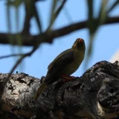 Manorina melanophrys at Wombeyan Karst Conservation Reserve - 28 Mar 2024 01:47 PM