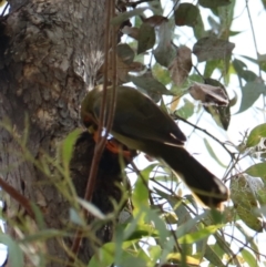 Manorina melanophrys at Wombeyan Karst Conservation Reserve - 28 Mar 2024 01:47 PM