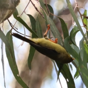 Manorina melanophrys at Wombeyan Karst Conservation Reserve - 28 Mar 2024 01:47 PM