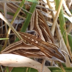 Hippotion celerio (Vine Hawk Moth) at Murrumbateman, NSW - 28 Mar 2024 by SimoneC