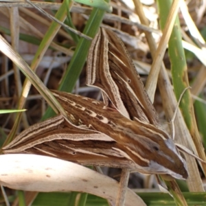 Hippotion celerio at Murrumbateman, NSW - 28 Mar 2024 12:12 PM