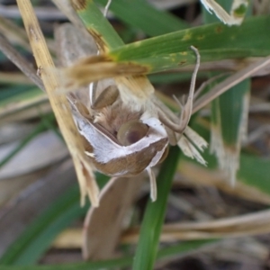 Hippotion celerio at Murrumbateman, NSW - 28 Mar 2024