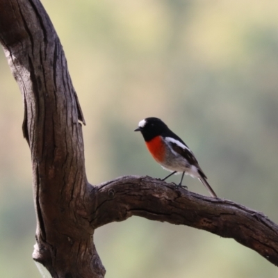Petroica boodang (Scarlet Robin) at Wingecarribee Local Government Area - 28 Mar 2024 by Rixon