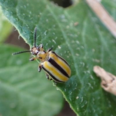 Lema (Quasilema) daturaphila (Three-lined potato beetle) at Murrumbateman, NSW - 28 Mar 2024 by SimoneC