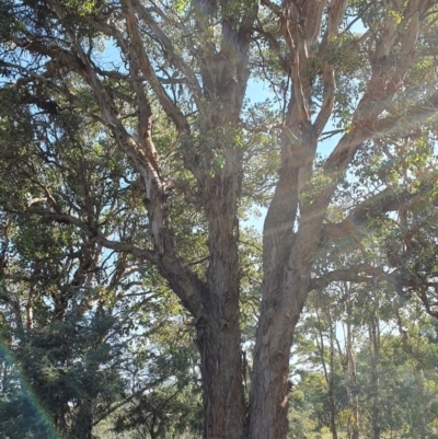 Eucalyptus polyanthemos subsp. polyanthemos (Red Box) at Rugosa - 27 Mar 2024 by SenexRugosus
