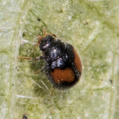 Diomus notescens (Little two-spotted ladybird) at Melba, ACT - 24 Mar 2024 by kasiaaus