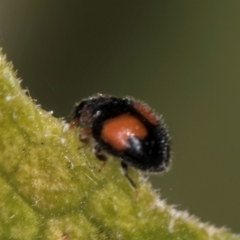 Diomus notescens at Melba, ACT - 24 Mar 2024 02:29 PM