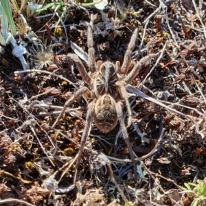 Tasmanicosa sp. (genus) at Rugosa - 26 Mar 2024