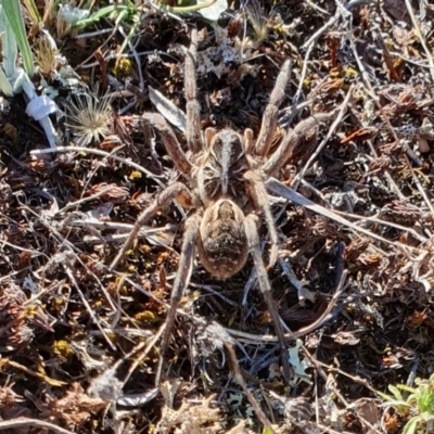 Tasmanicosa sp. (genus) (Tasmanicosa wolf spider) at Rugosa - 26 Mar 2024 by SenexRugosus