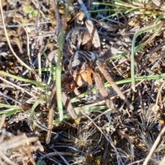 Tasmanicosa sp. (genus) at Rugosa - 26 Mar 2024