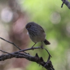 Acanthiza pusilla (Brown Thornbill) at Wombeyan Caves, NSW - 28 Mar 2024 by Rixon