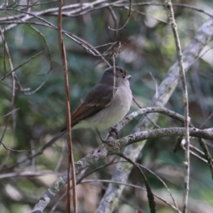 Pachycephala pectoralis at Mares Forest National Park - 28 Mar 2024