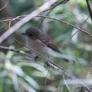 Pachycephala pectoralis at Mares Forest National Park - 28 Mar 2024