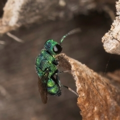 Chrysididae (family) (Cuckoo wasp or Emerald wasp) at Melba, ACT - 26 Mar 2024 by kasiaaus