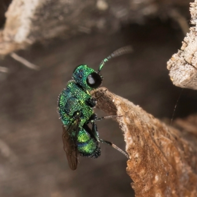 Chrysididae (family) (Cuckoo wasp or Emerald wasp) at Melba, ACT - 26 Mar 2024 by kasiaaus