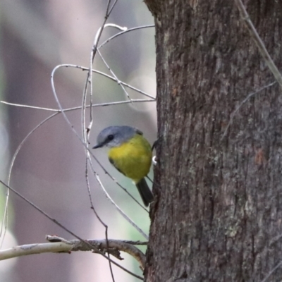 Eopsaltria australis (Eastern Yellow Robin) at Mares Forest National Park - 28 Mar 2024 by Rixon