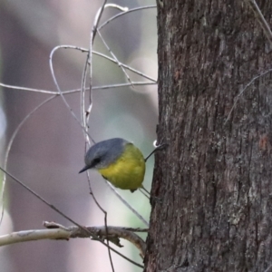 Eopsaltria australis at Mares Forest National Park - 28 Mar 2024