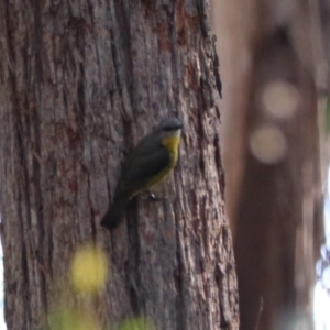 Eopsaltria australis at Mares Forest National Park - 28 Mar 2024