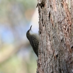 Cormobates leucophaea (White-throated Treecreeper) at Mares Forest National Park - 28 Mar 2024 by Rixon