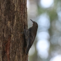 Cormobates leucophaea at Mares Forest National Park - 28 Mar 2024