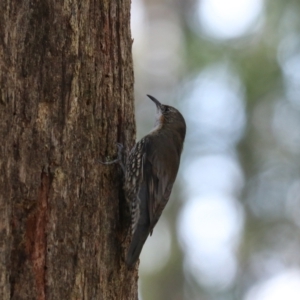 Cormobates leucophaea at Mares Forest National Park - 28 Mar 2024 04:40 PM