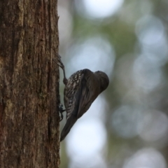 Cormobates leucophaea at Mares Forest National Park - 28 Mar 2024 04:40 PM