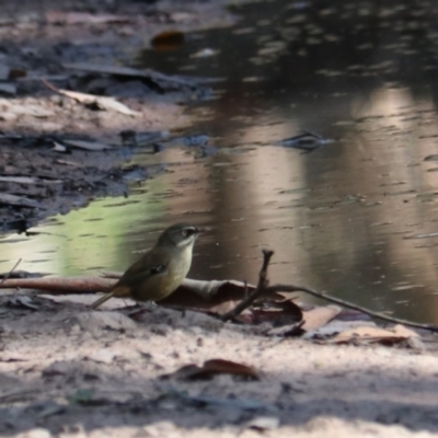 Sericornis frontalis (White-browed Scrubwren) at Wombeyan Caves, NSW - 28 Mar 2024 by Rixon