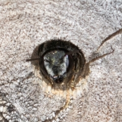 Megachile sp. (several subgenera) (Resin Bees) at Melba, ACT - 26 Mar 2024 by kasiaaus