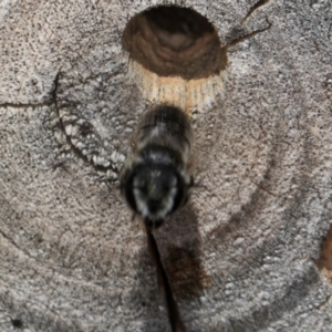Megachile sp. (several subgenera) at Melba, ACT - 26 Mar 2024