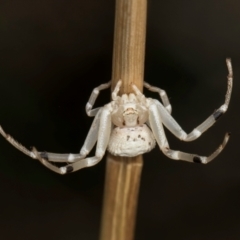 Zygometis xanthogaster (Crab spider or Flower spider) at McKellar, ACT - 27 Mar 2024 by kasiaaus