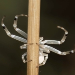 Zygometis xanthogaster at McKellar, ACT - 27 Mar 2024 03:15 PM