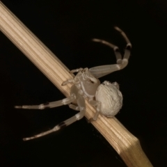 Zygometis xanthogaster at McKellar, ACT - 27 Mar 2024